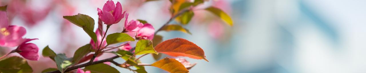 Pink blossoms budding front a tree